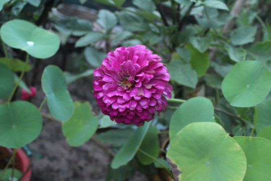 菊花