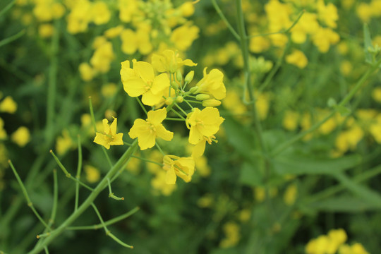 油菜花