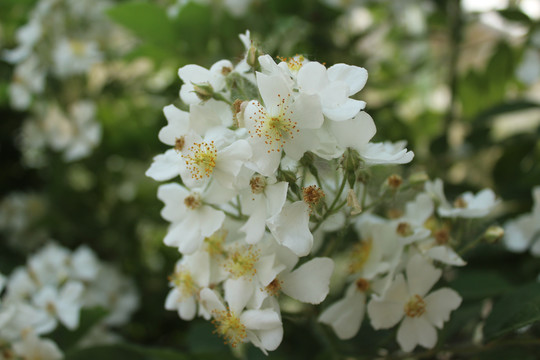 木香花蔷薇