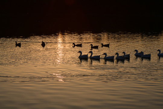 夕阳下的鹅
