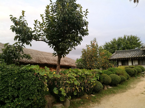 美丽的村庄庭院果树