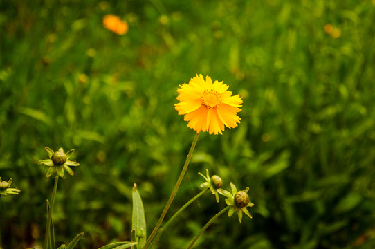 金鸡菊