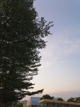 树木与夕阳云彩