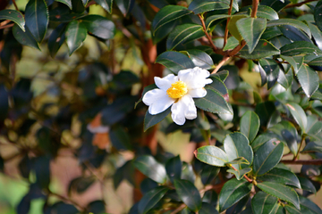 茶油花