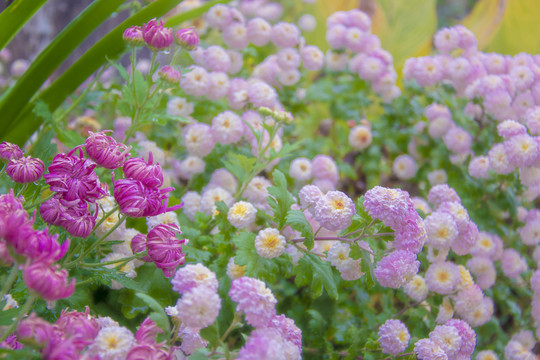 菊花