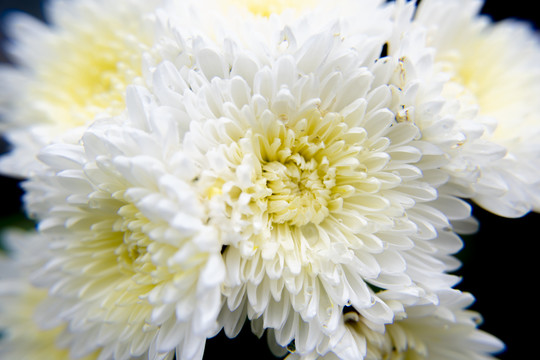 菊花