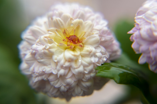 菊花