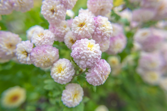 菊花