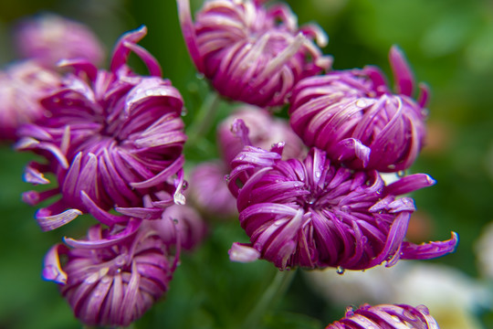 菊花特写