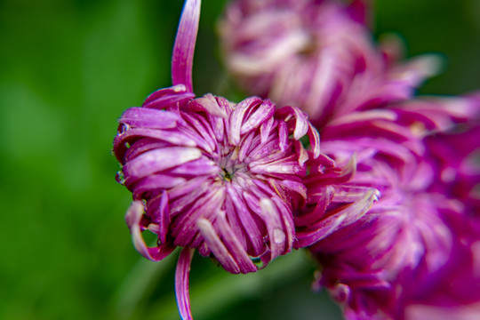 菊花特写