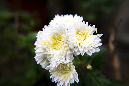 菊花特写