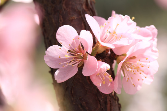 春天的花