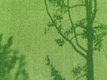 绿墙树影