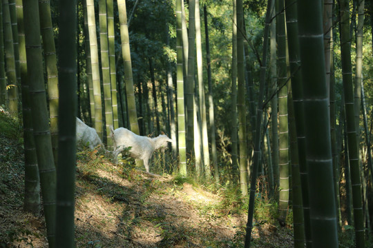 竹林里的山羊