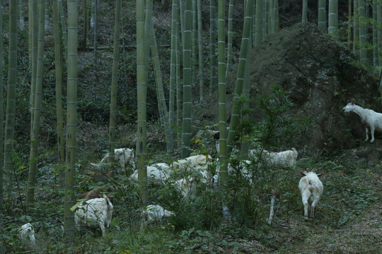 竹林里的山羊