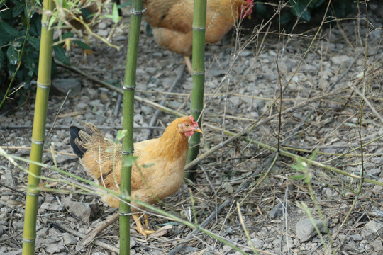 竹林里的鸡