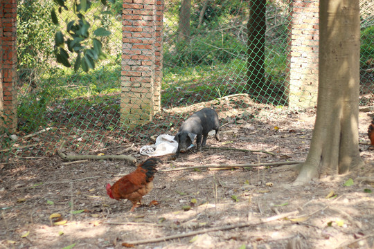 农家后院的猪和鸡