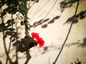 树影与花