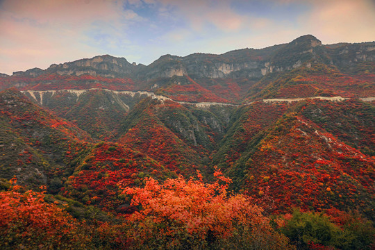 太行山庄子岭红叶