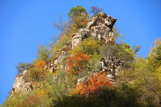 太行山庄子岭红叶