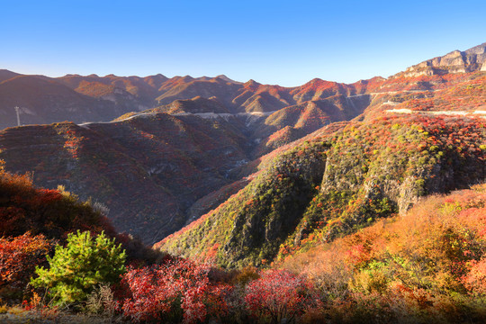 太行山庄子岭红叶