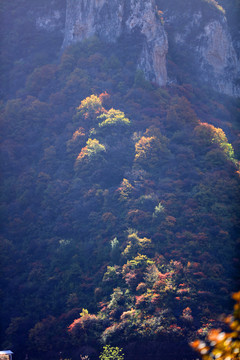 太行山庄子岭红叶