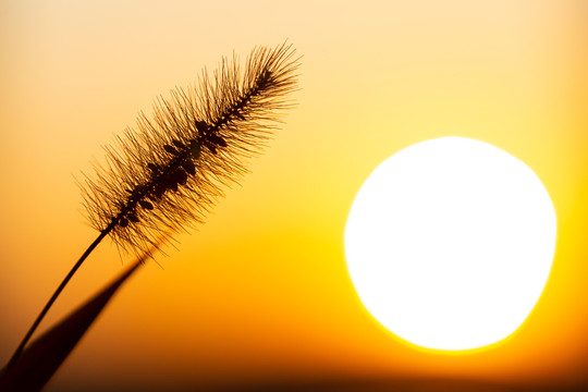 夕阳下的毛毛草