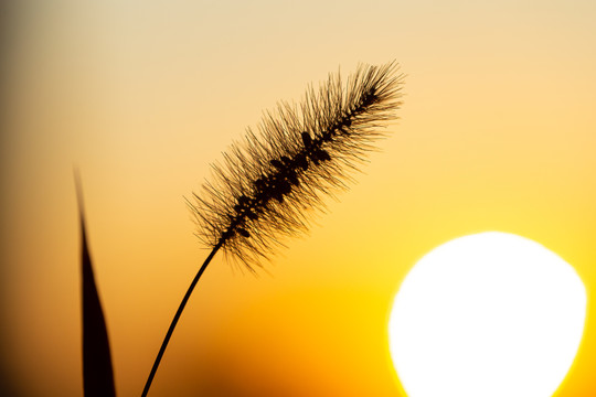 夕阳下的毛毛草