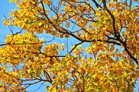 唯美的秋天树叶天空背景