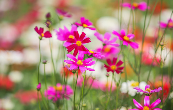 繁花似锦