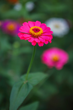 繁花似锦