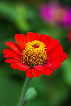 繁花似锦