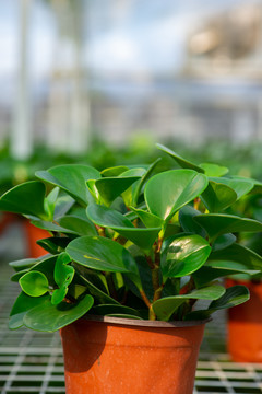 绿色盆栽植物
