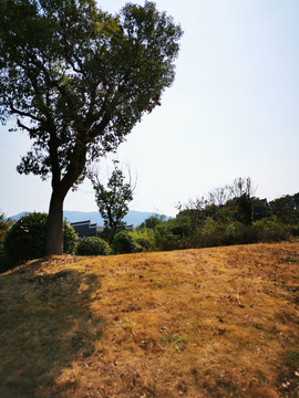 乡村景色