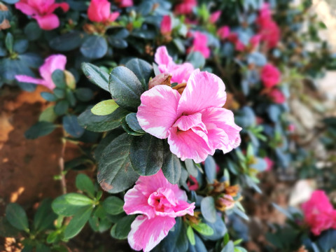 木槿