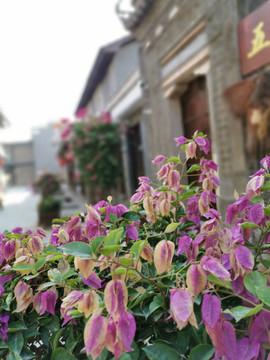 紫桑树