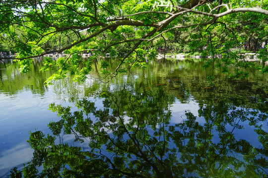 湖泊瀑布植物绿树