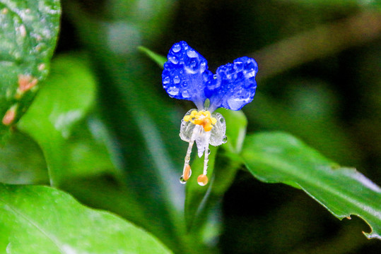 竹节菜