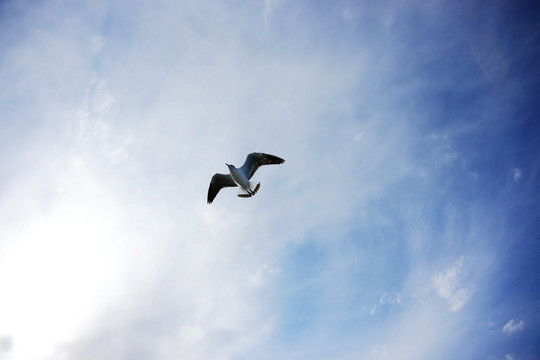 鸟翱翔天空