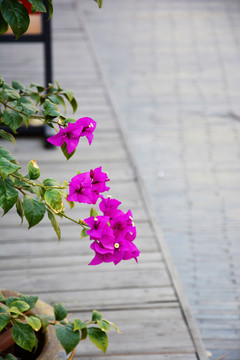 三角花