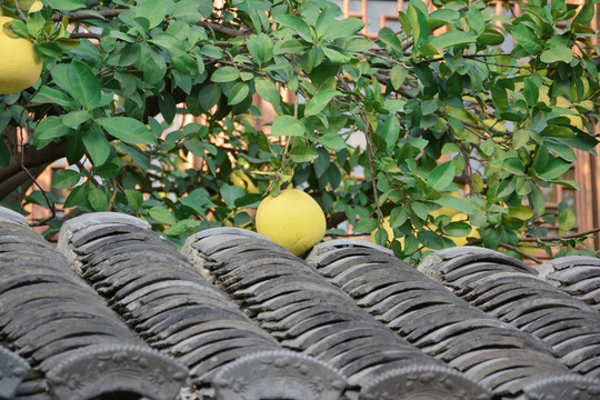 古建筑屋顶与柚子果