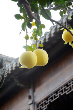 枝头柚子