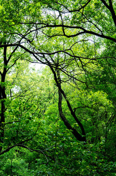 森林绿树背景