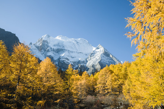 稻城亚丁秋天松树林雪山