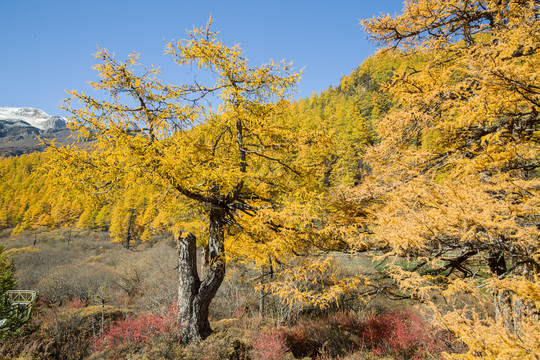 高原松树林