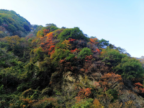 秦岭红叶