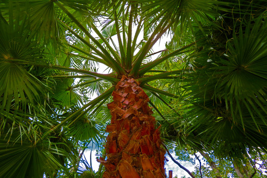 仰角拍摄棕榈树