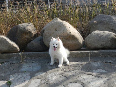 纯种日本尖嘴银狐犬