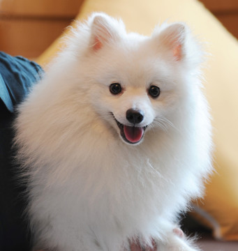 银狐犬