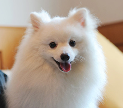 纯种日本尖嘴银狐犬
